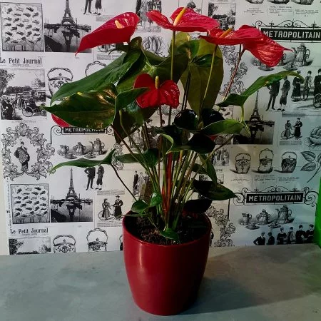 Anthurium Rouge, par Cannelle Fleurs, fleuriste à Bégard