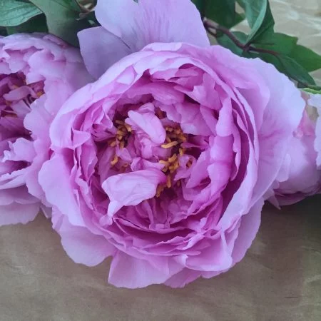 Bouquet de Pivoines, par Hanakawa, fleuriste à Meudon