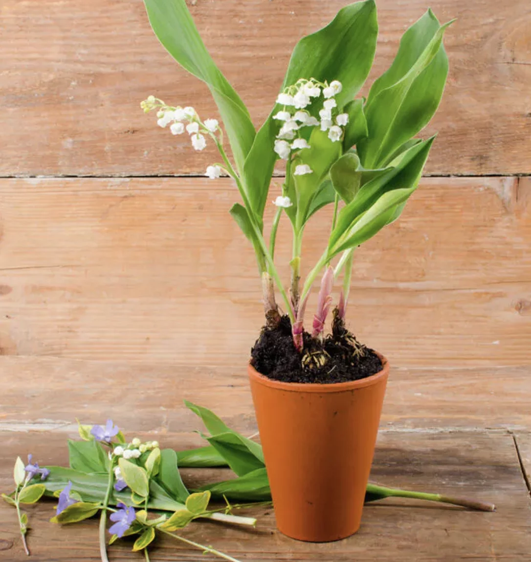 Brins de Muguet en Pot, par Canopée Marseille, fleuriste à Marseille