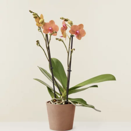 Orchidée, par Canopée Marseille, fleuriste à Marseille