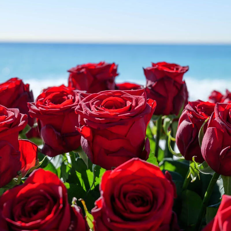 Roses Rouges à la Tige, par Les fleuristes Nice, fleuriste à Nice