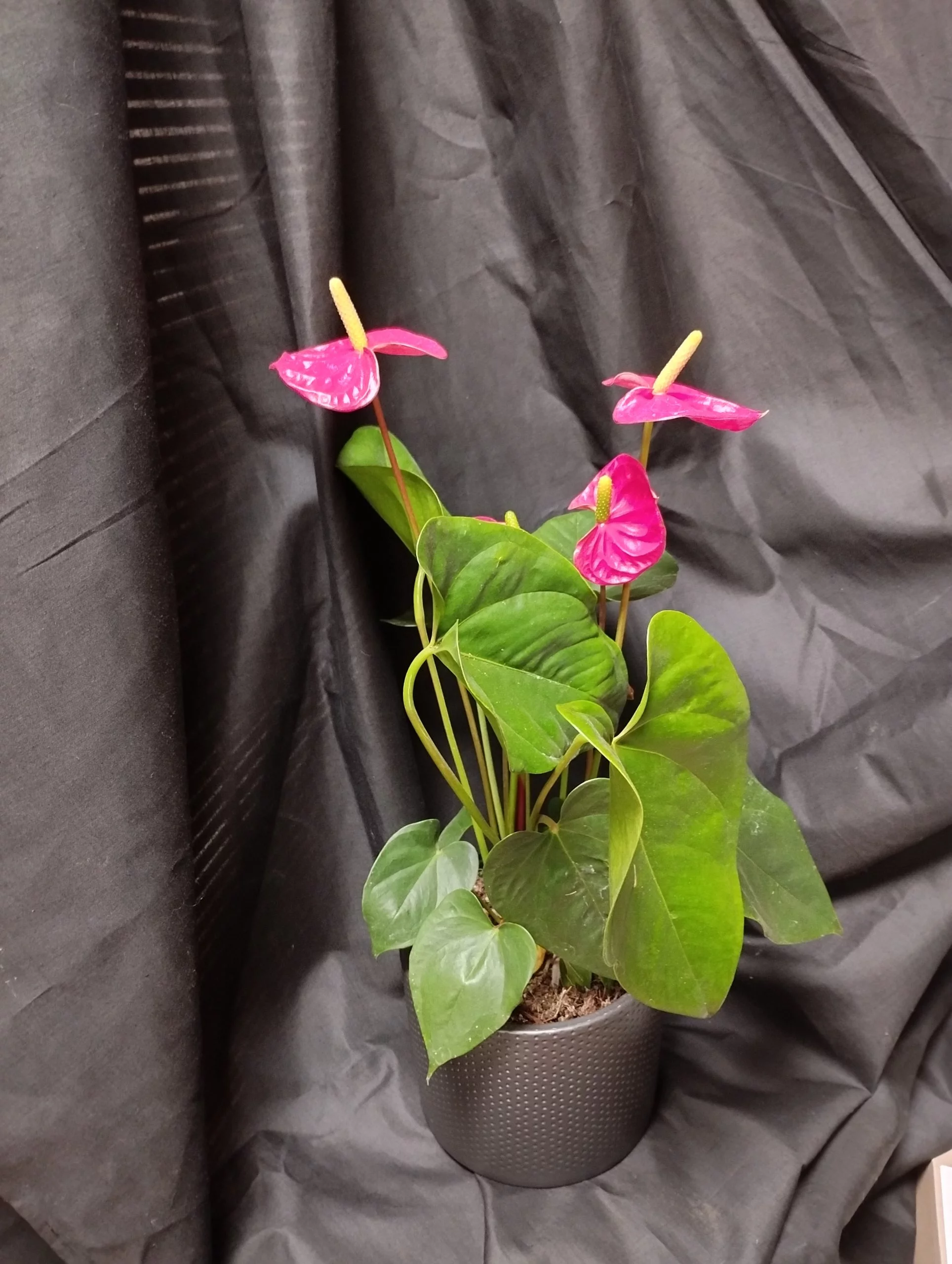 Anthurium rouge, par La Palette Des Couleurs, fleuriste à Portiragnes