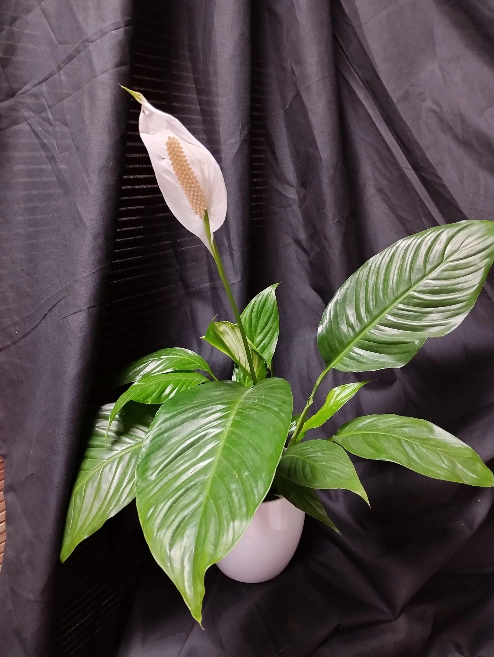 Spathiphyllum, par La Palette Des Couleurs, fleuriste à Portiragnes