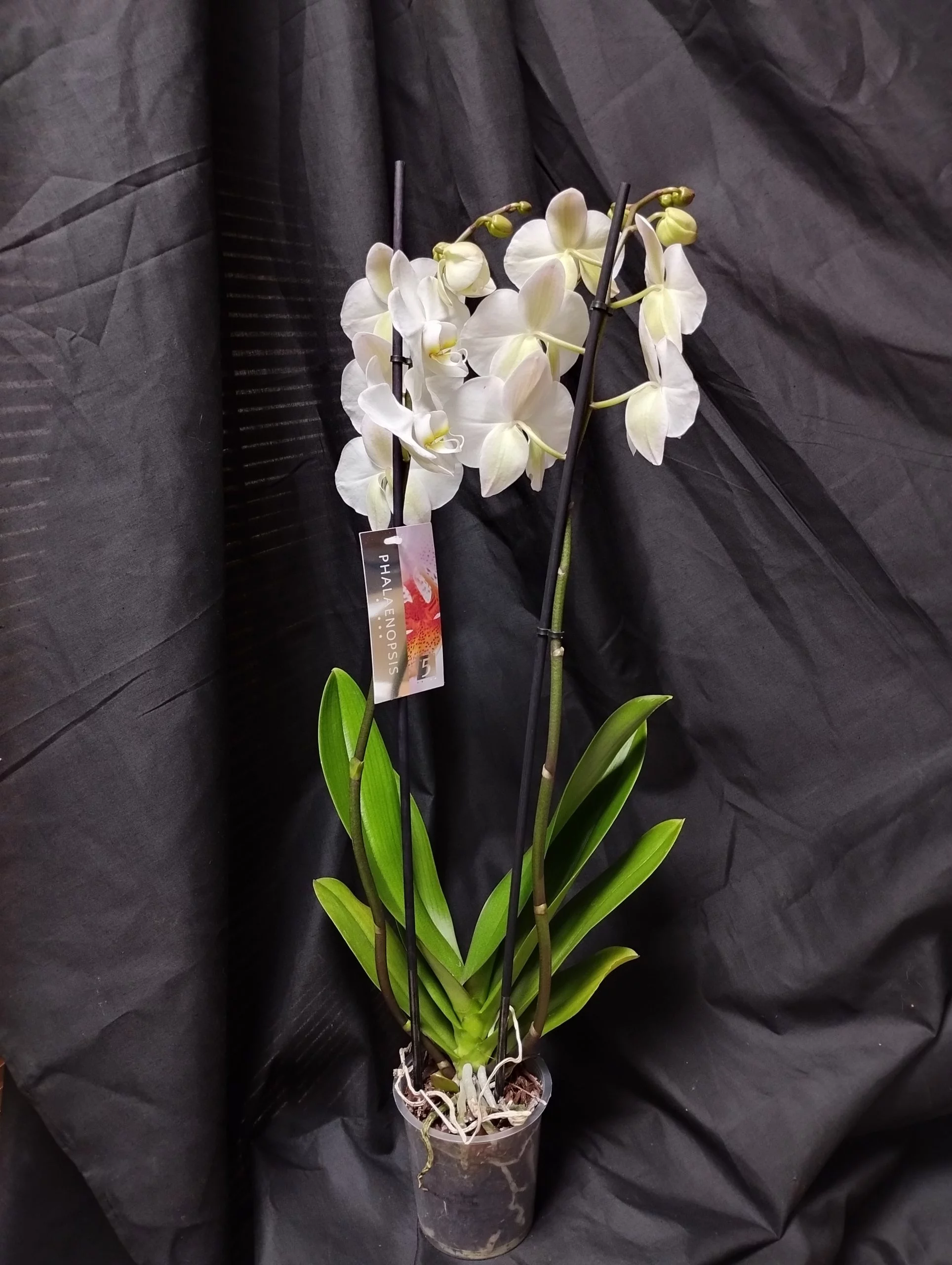 Pureté, par La Palette Des Couleurs, fleuriste à Portiragnes