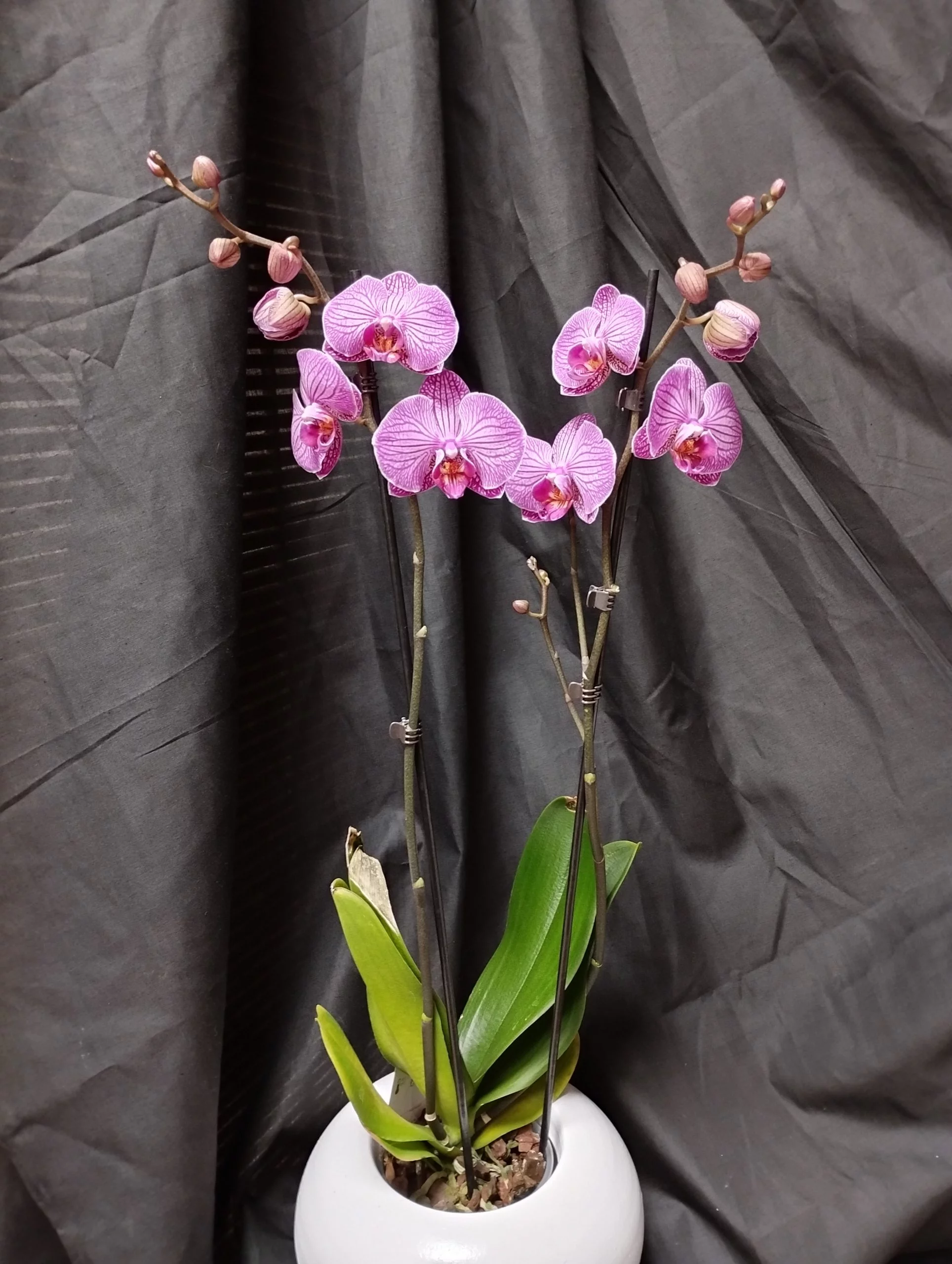 Rosa, par La Palette Des Couleurs, fleuriste à Portiragnes