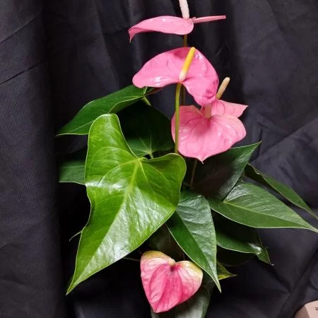 Anthurium rose, par La Palette Des Couleurs, fleuriste à Portiragnes
