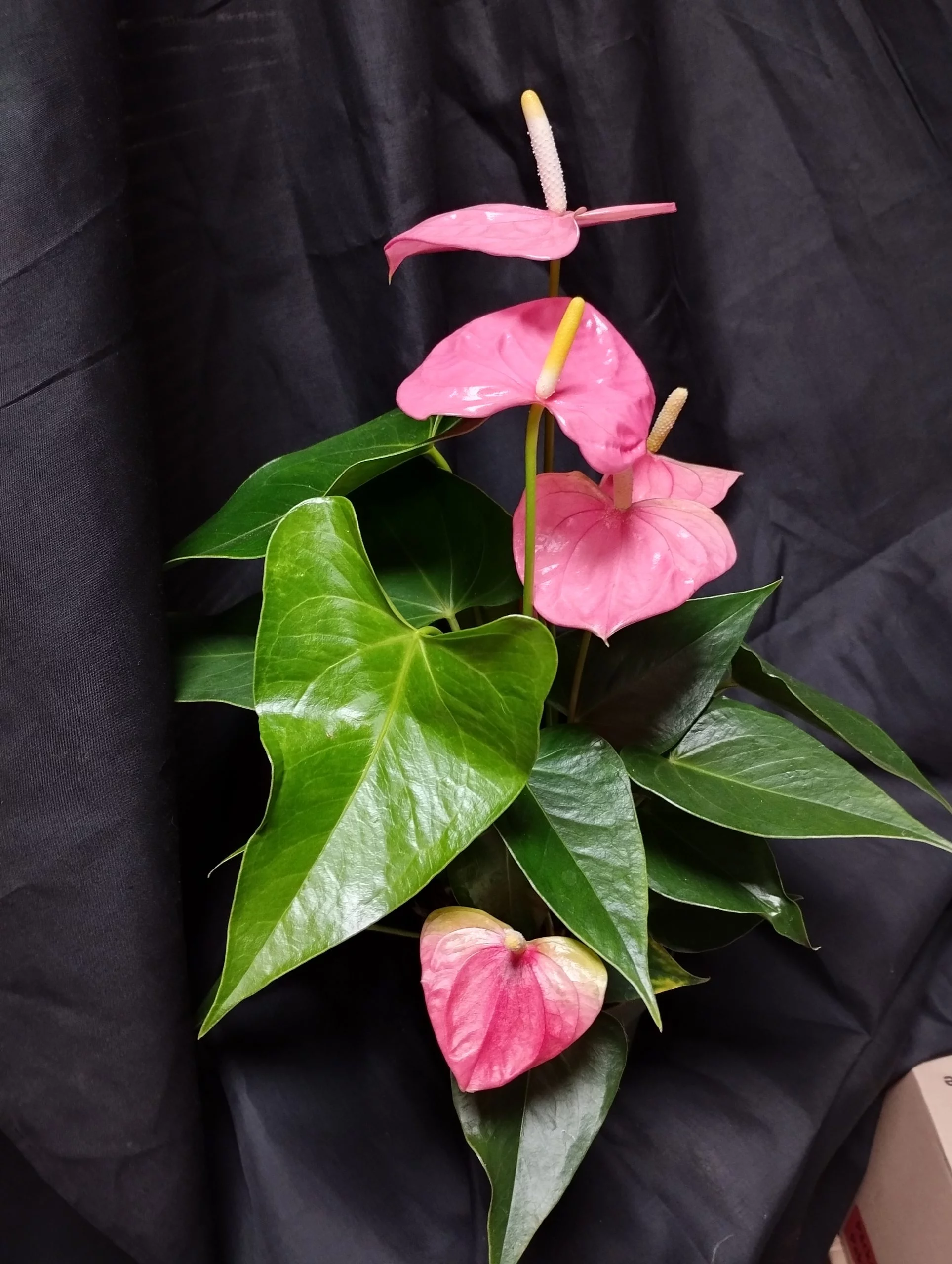 Anthurium rose, par La Palette Des Couleurs, fleuriste à Portiragnes