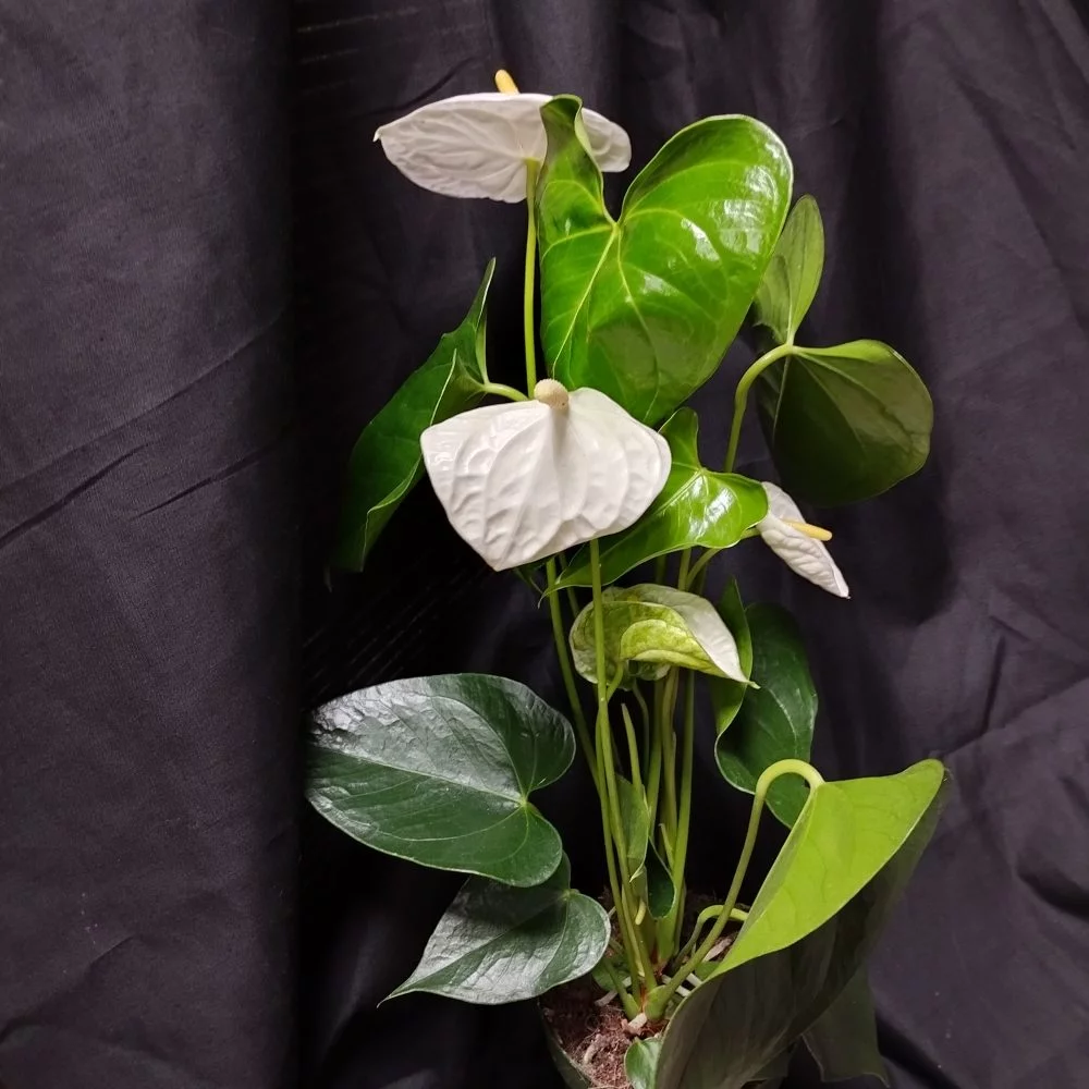 Anthurium blanc, par La Palette Des Couleurs, fleuriste à Portiragnes