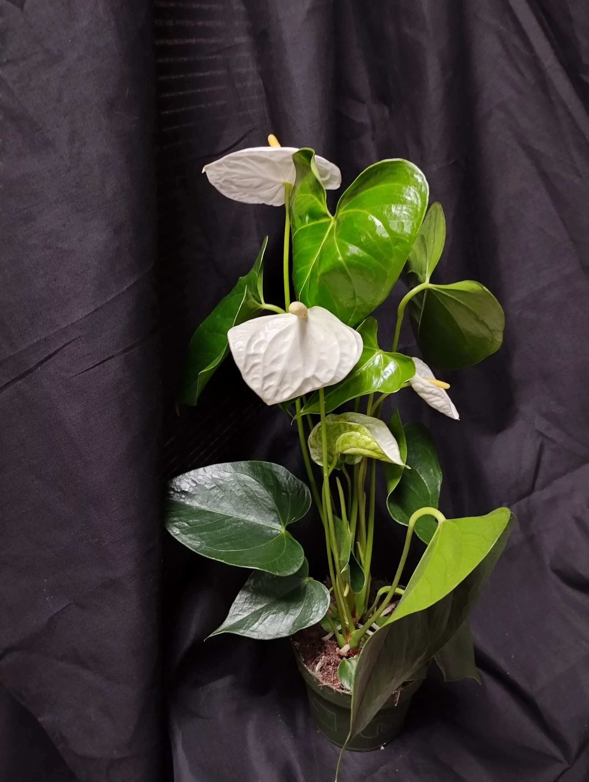 Anthurium blanc, par La Palette Des Couleurs, fleuriste à Portiragnes