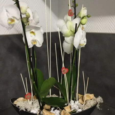 Vasque d'orchidées, par Fleurs de France Arbois, fleuriste à Arbois