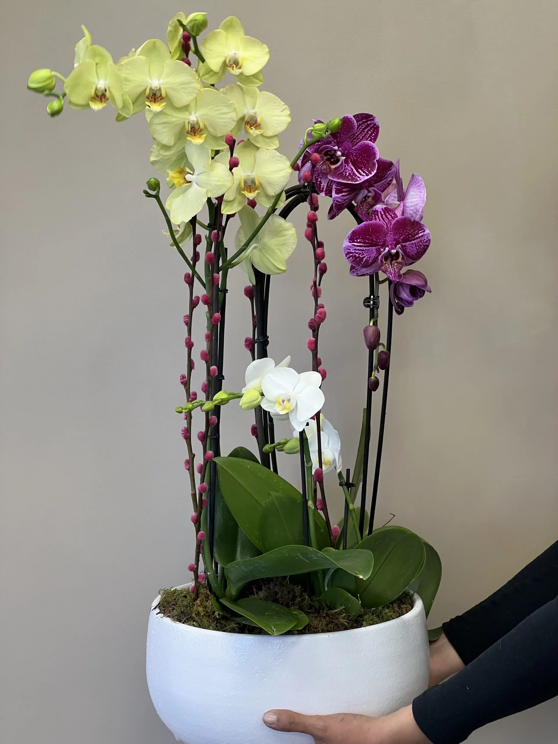 Coupe D&rsquo;orchidées, par Langage Des Fleurs, fleuriste à Bastia