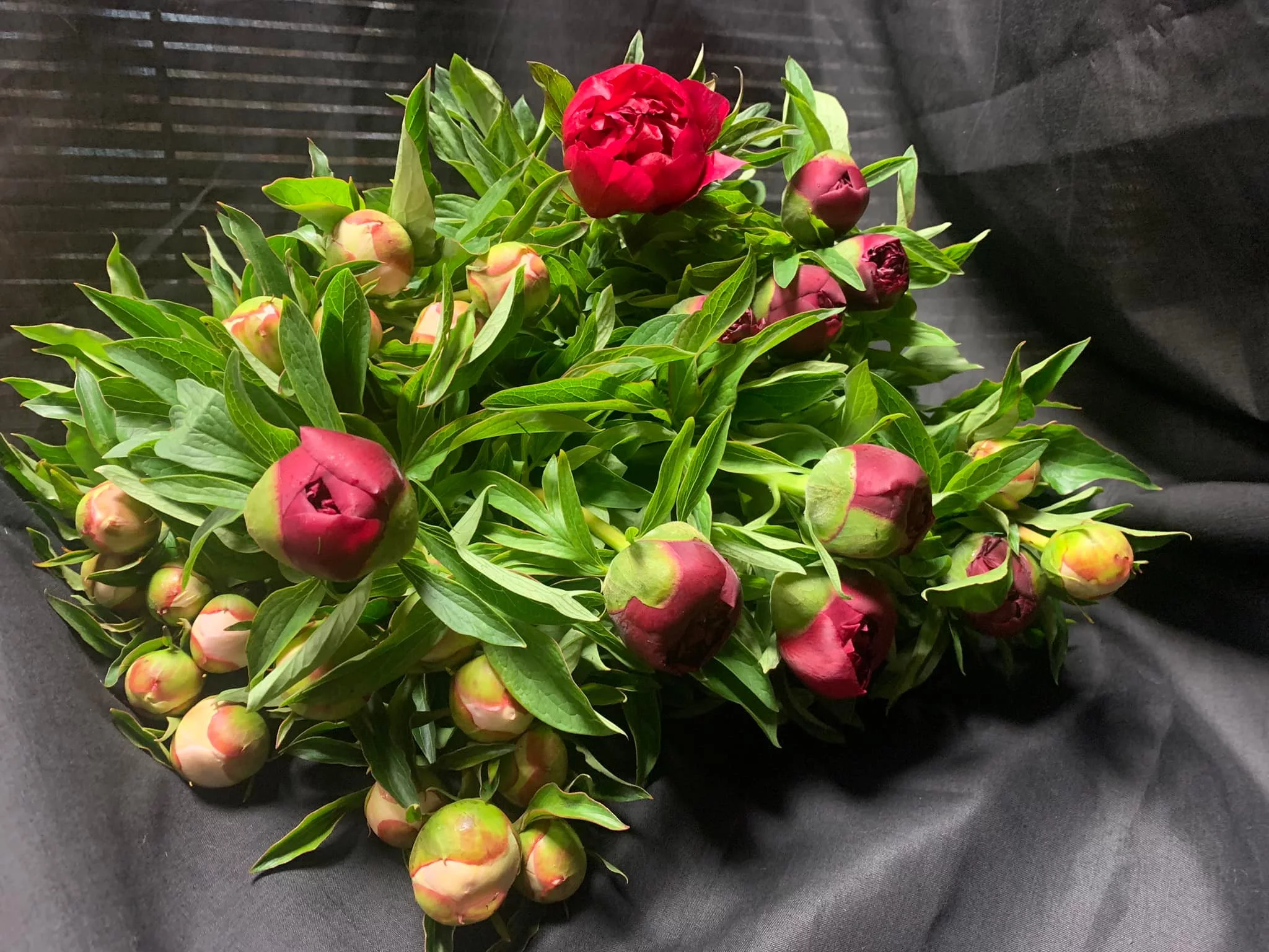 Pivoines à foison, par La Palette Des Couleurs, fleuriste à Portiragnes