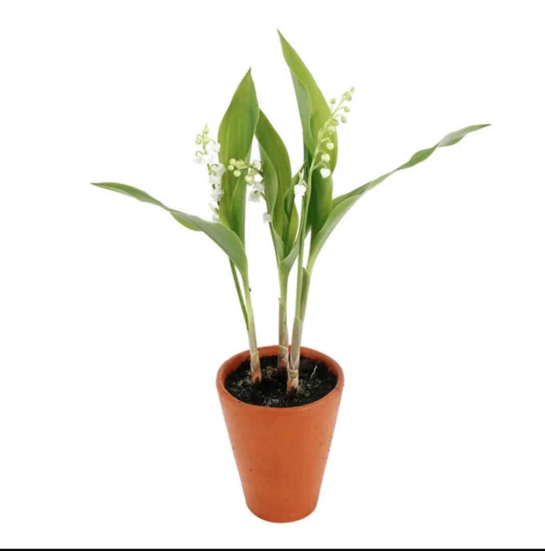 Pot de Muguet 3 griffes, par Cannelle Fleurs, fleuriste à Bégard