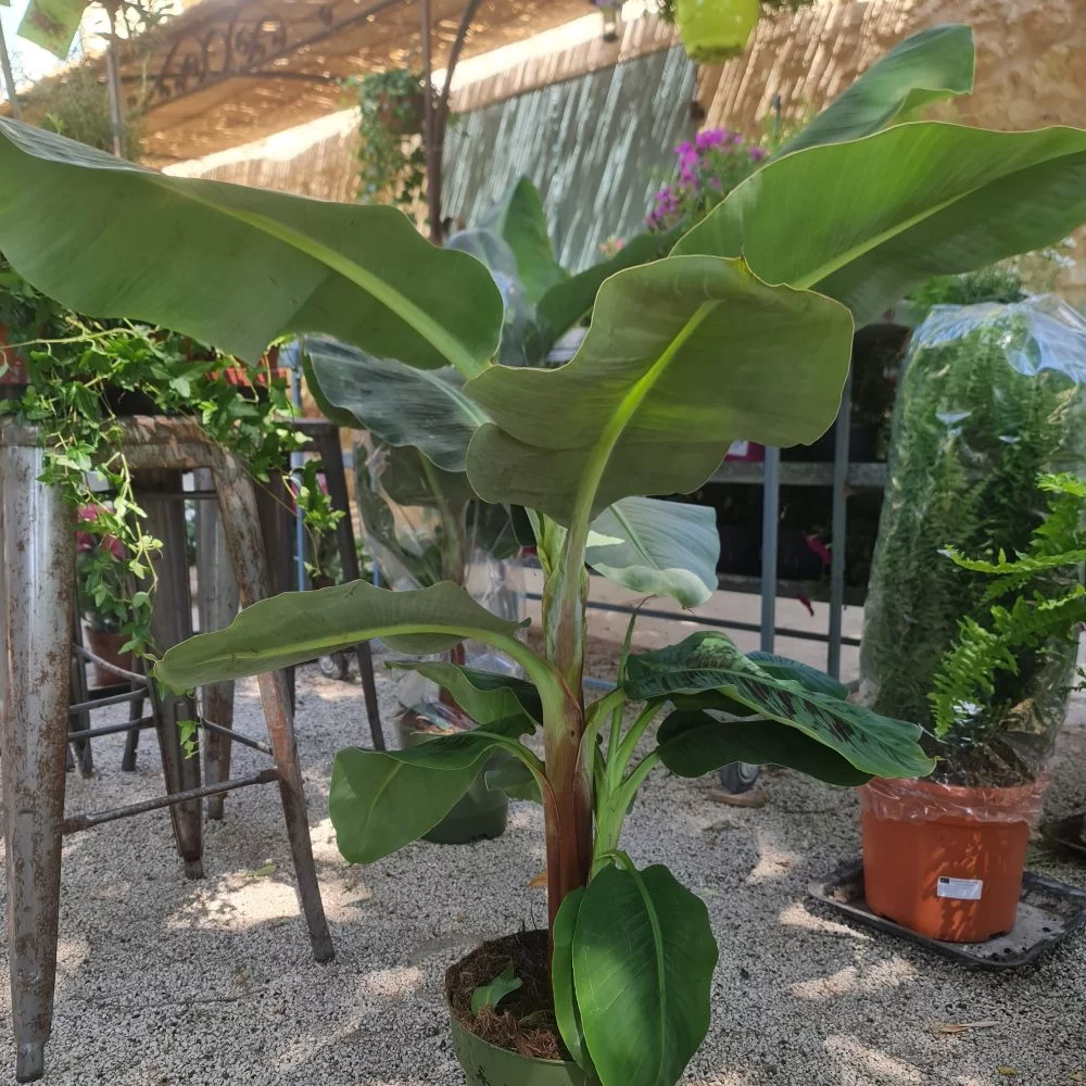 La plante tropical du jardin extraordinaire de Stéphanie, par Le Garden, fleuriste à Avignon