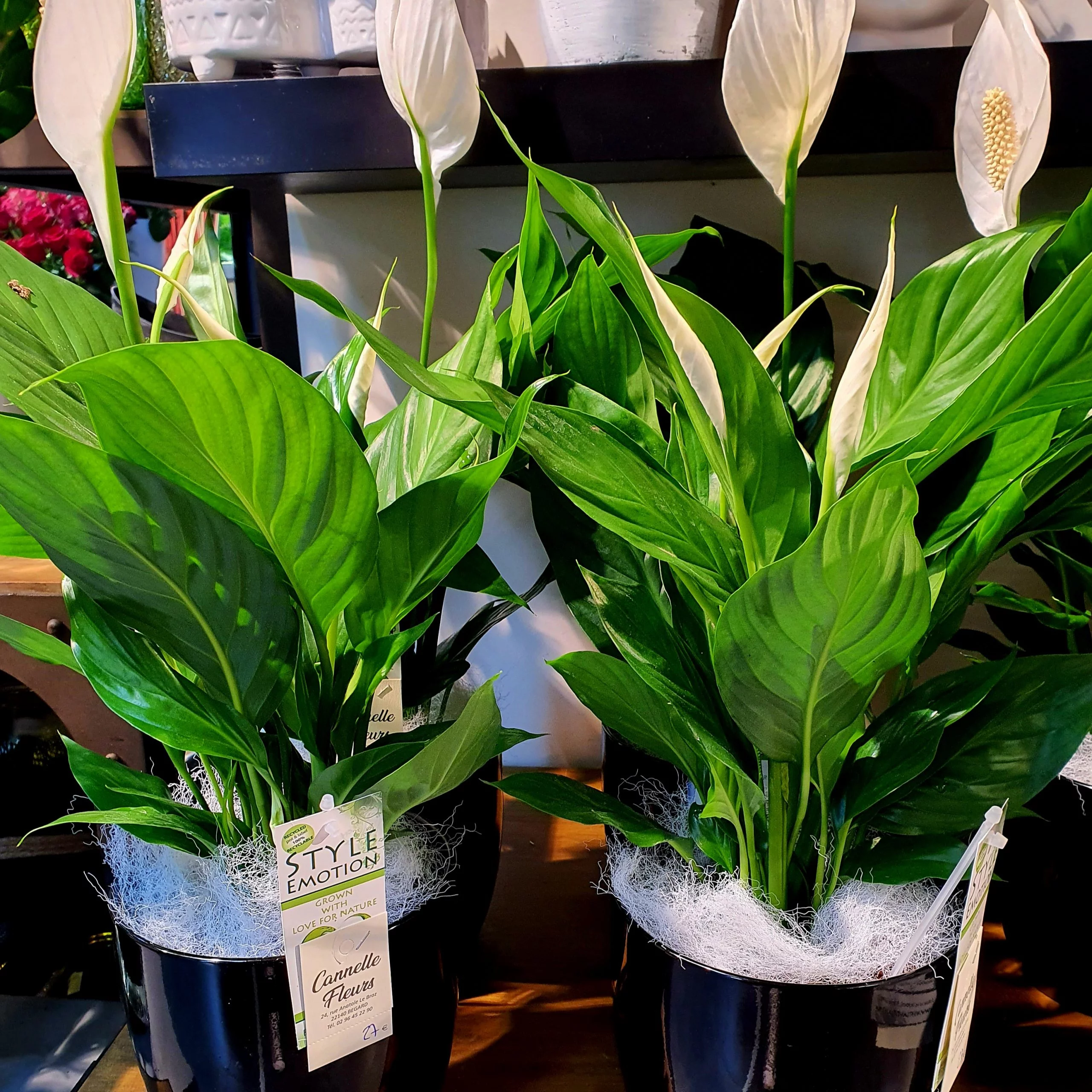 Spathiphyllum. Fleur de lune, par Cannelle Fleurs, fleuriste à Bégard