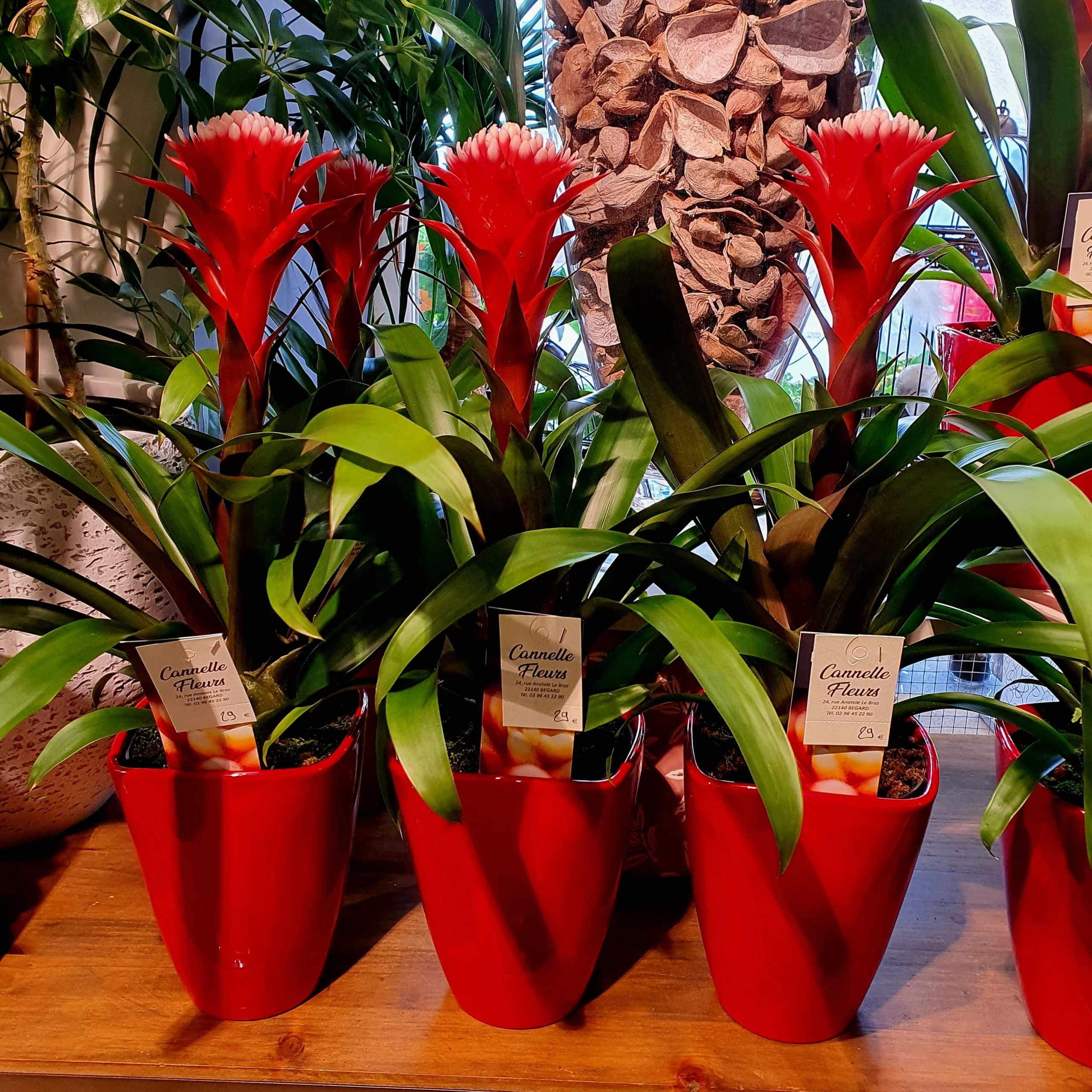 Bromelia Guzmania hope., par Cannelle Fleurs, fleuriste à Bégard