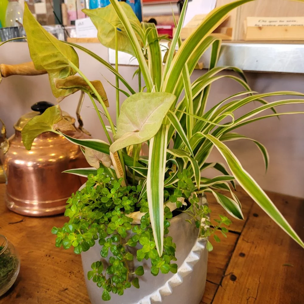 Composition florale ou de plantes d'intérieur, par Vert Tige Luçon, fleuriste à Luçon