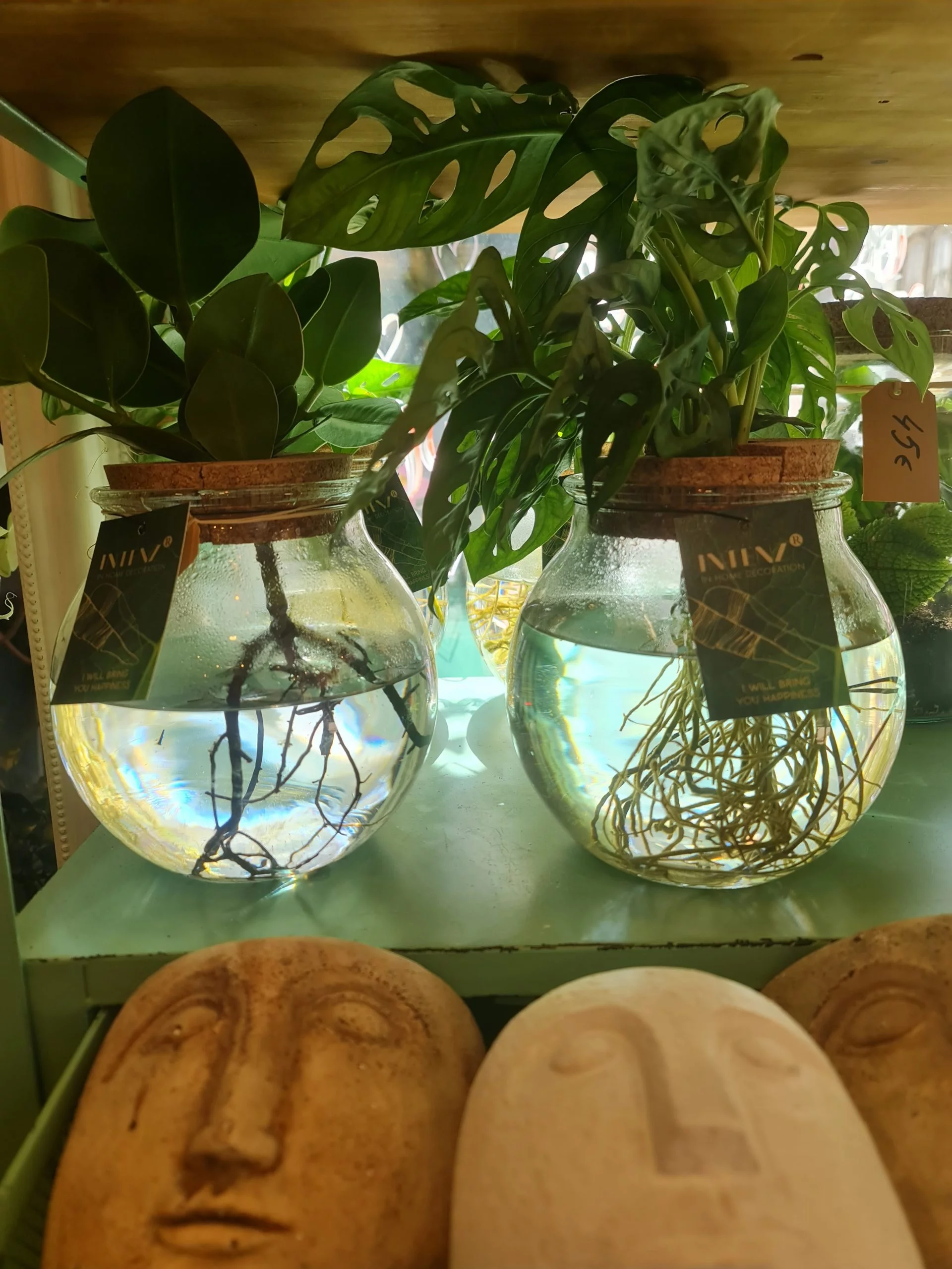 Plantes en HYDROCULTURE, par Le Garden, fleuriste à Avignon