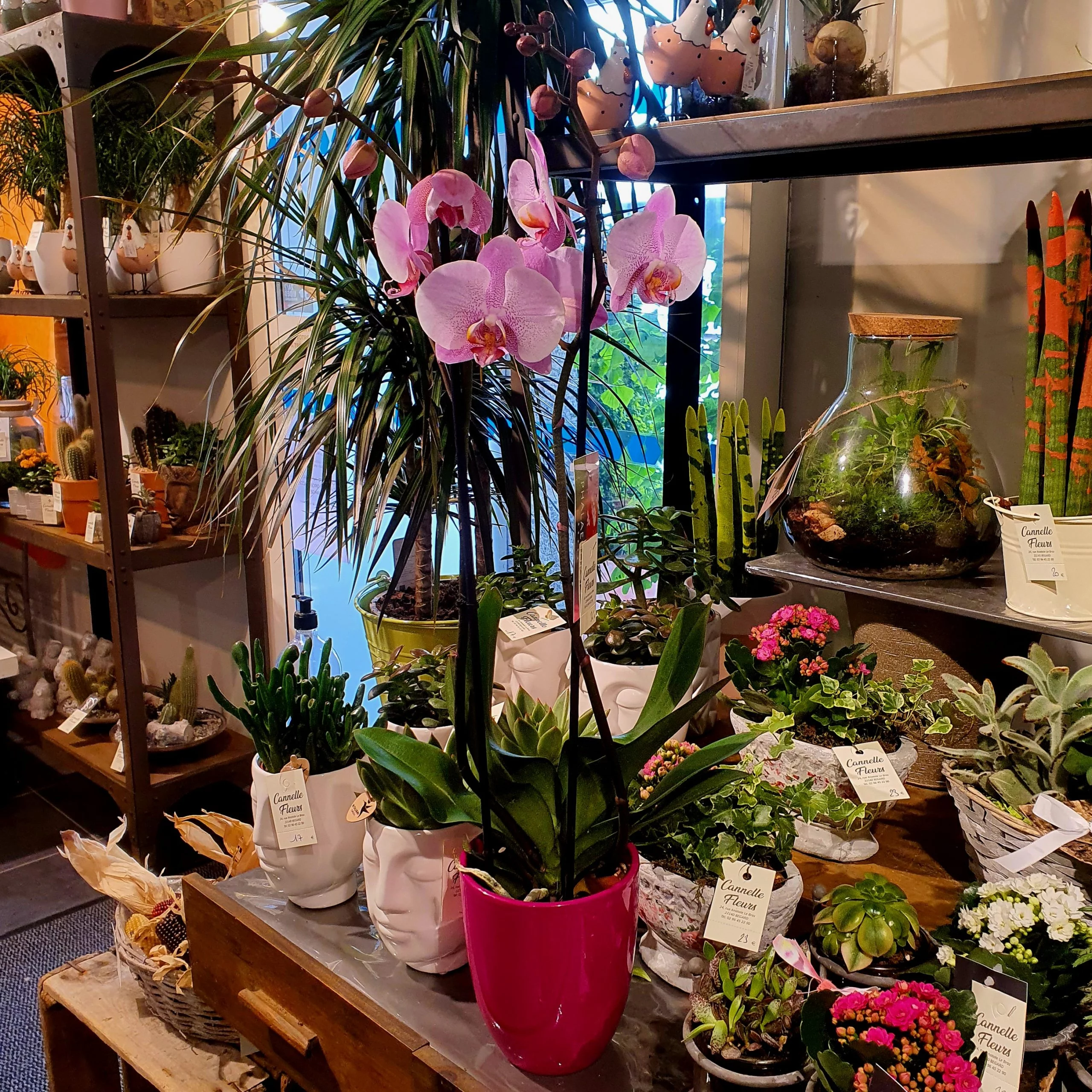 Orchidée rose, par Cannelle Fleurs, fleuriste à Bégard