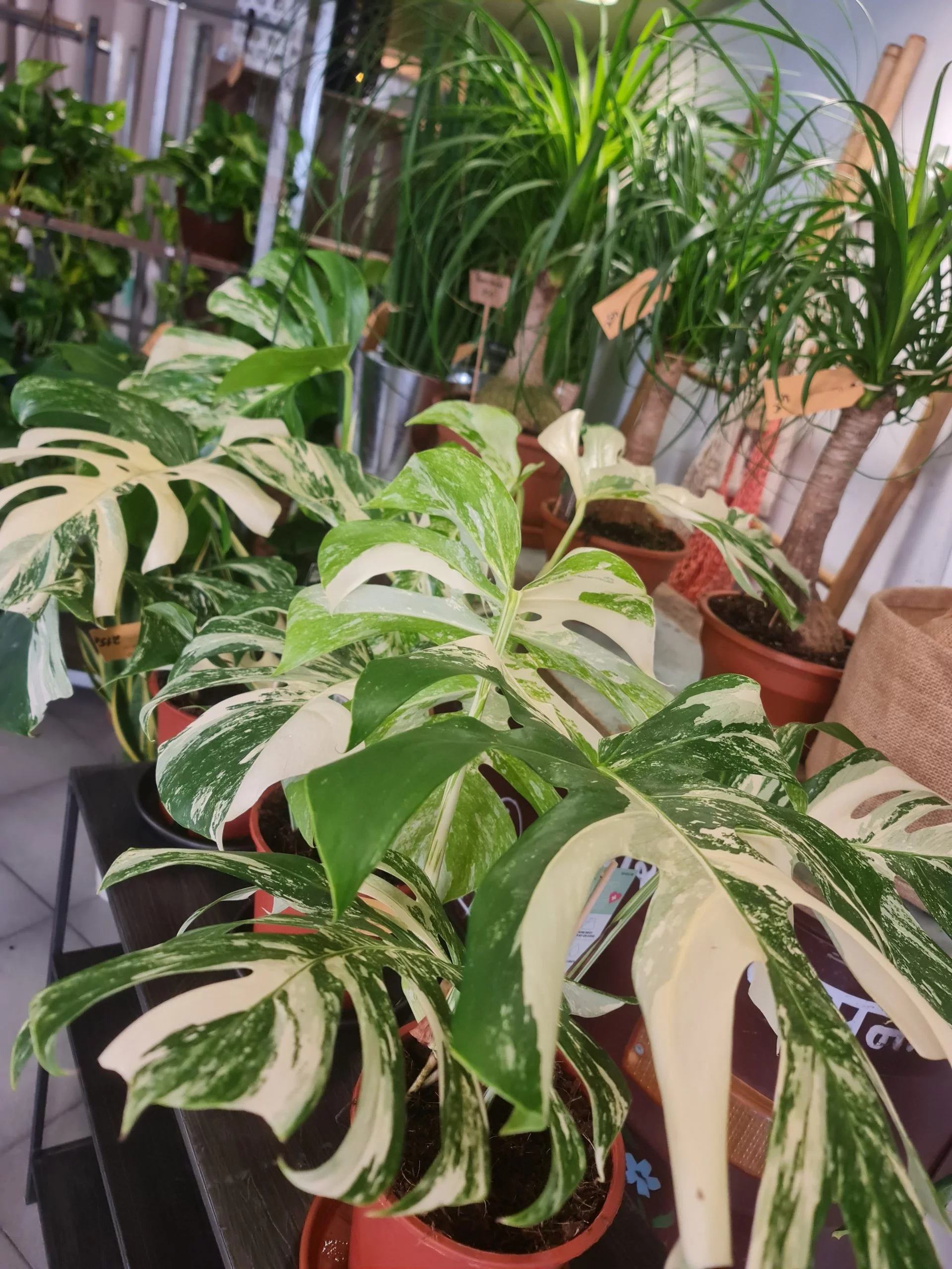 La plante tropical du jardin extraordinaire de Stéphanie, par Le Garden, fleuriste à Avignon
