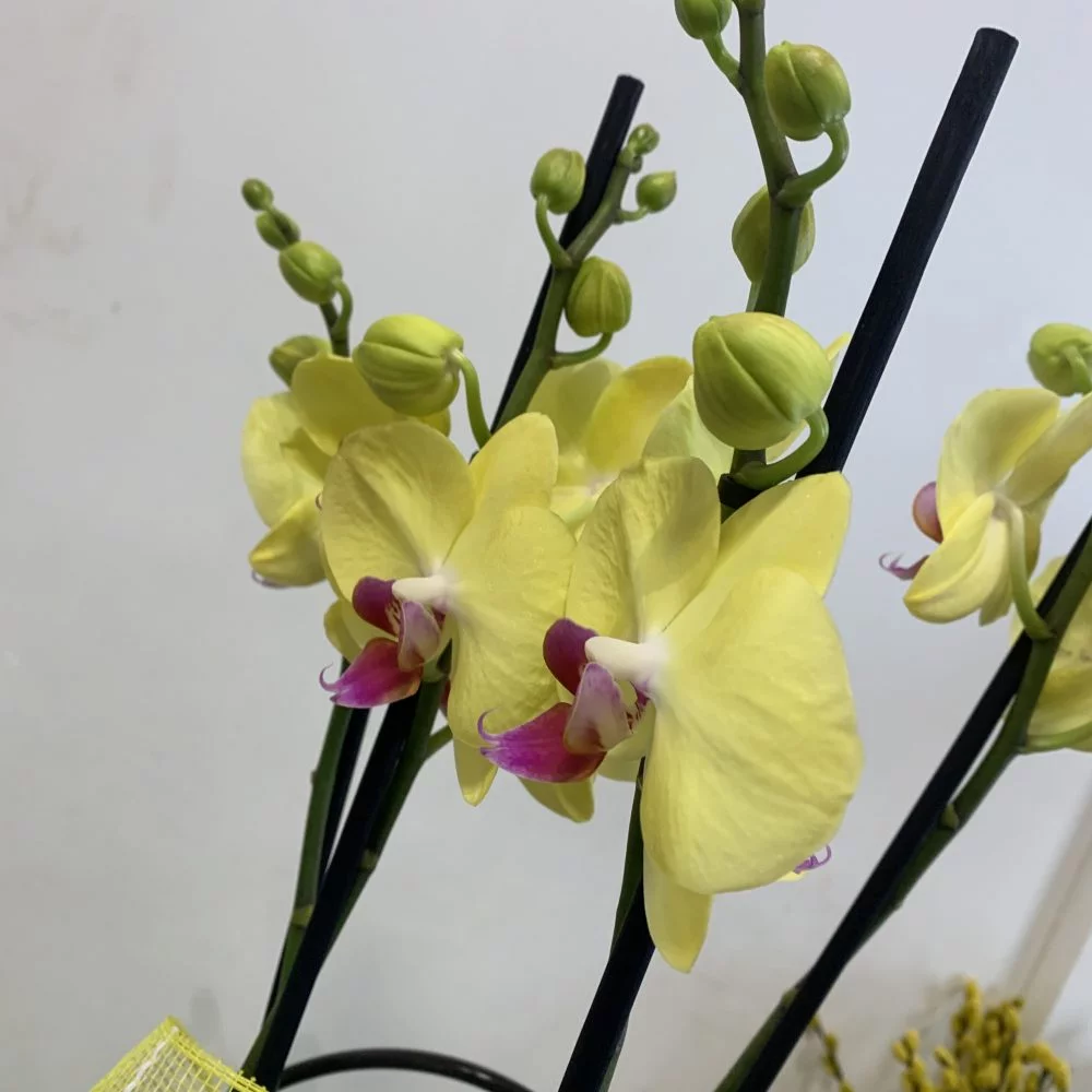 Orchidée 2 tiges, par A L'Epi Fleuri, fleuriste à Montereau-Fault-Yonne