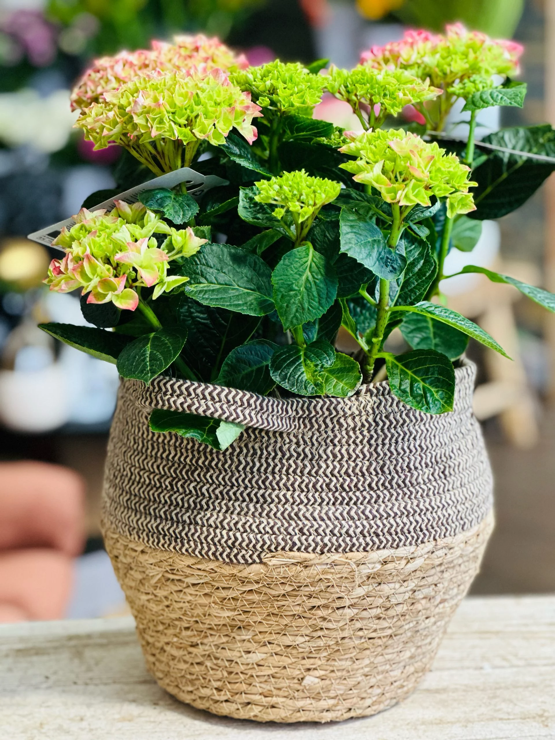 hortancia, par Art Floral Le Puy en Velay, fleuriste à Le Puy-en-Velay
