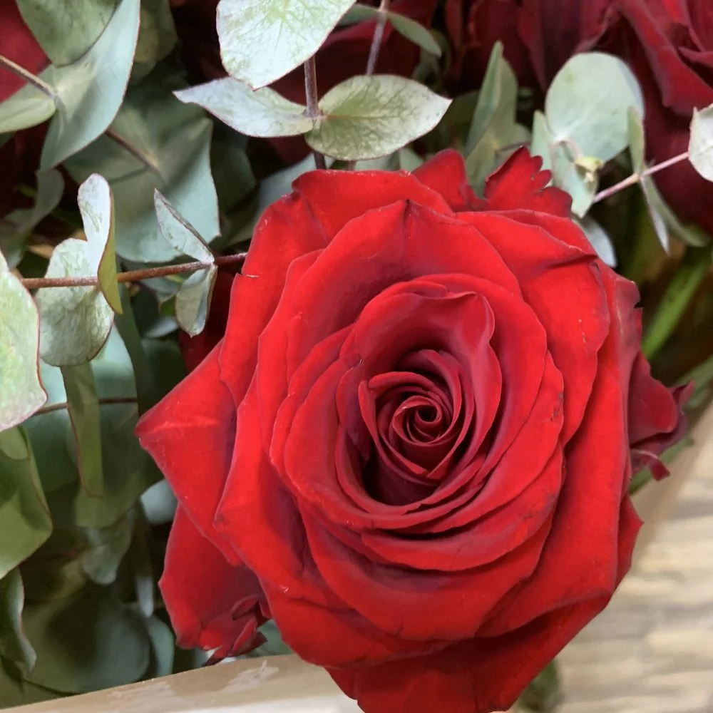 Bouquet de roses rouges, par Les Fleuristes de la Bijude, fleuriste à Biéville-Beuville