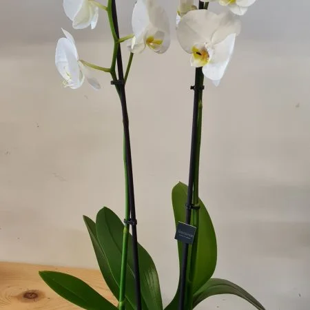 Orchidée, par Nature des sens, fleuriste à Biguglia