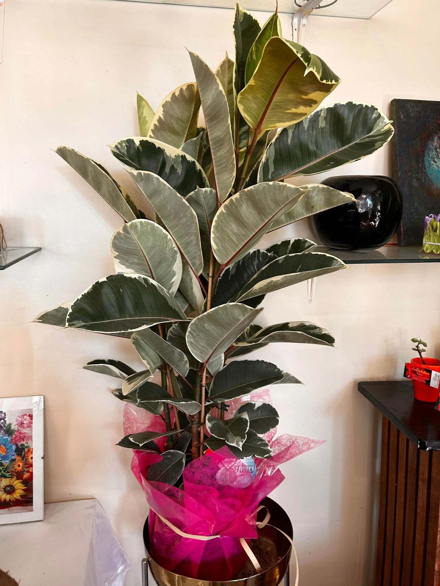ficus elastica, par Au Dipladenia, fleuriste à Lille
