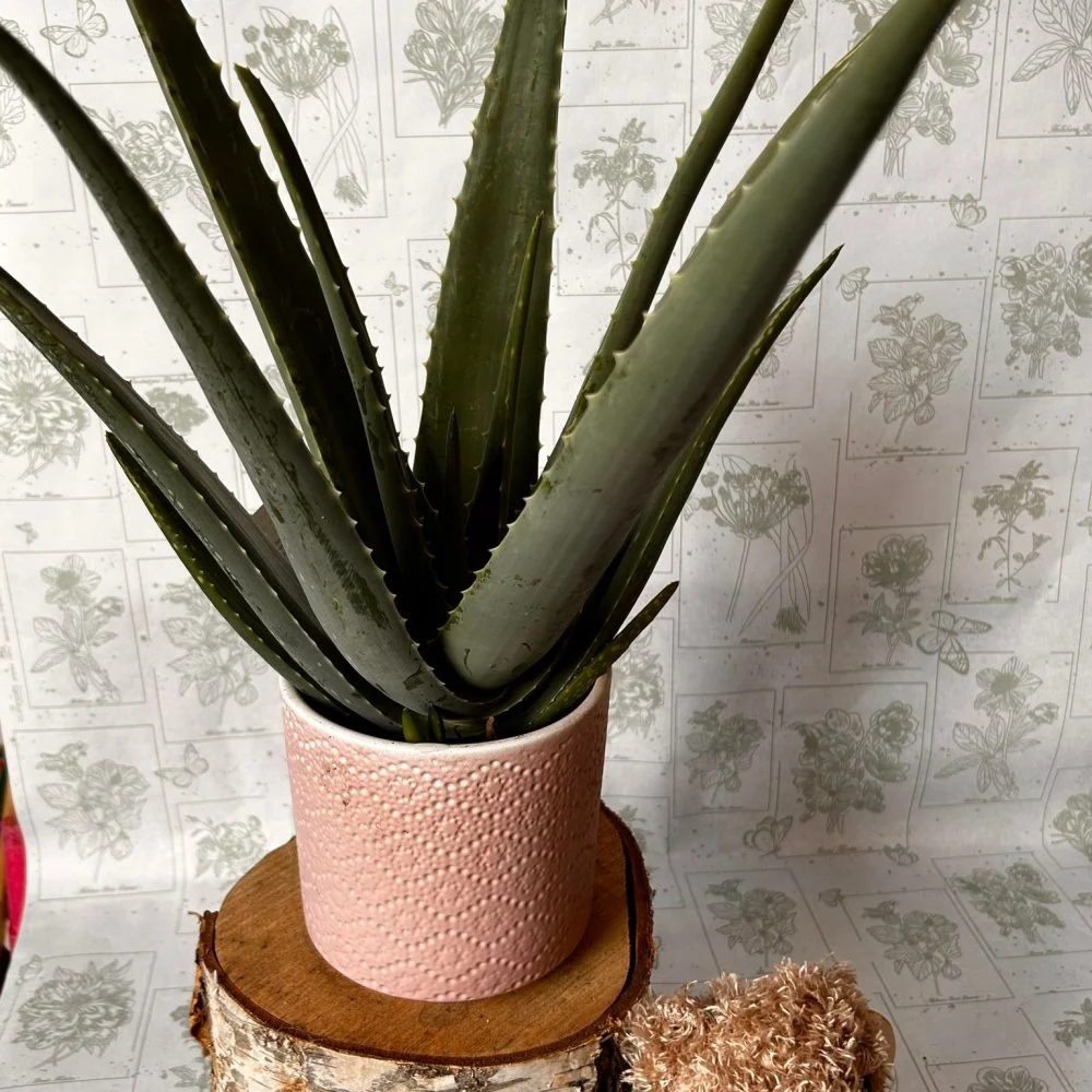 aloe vera dans son jolie cache pot, par Au Dipladenia, fleuriste à Lille