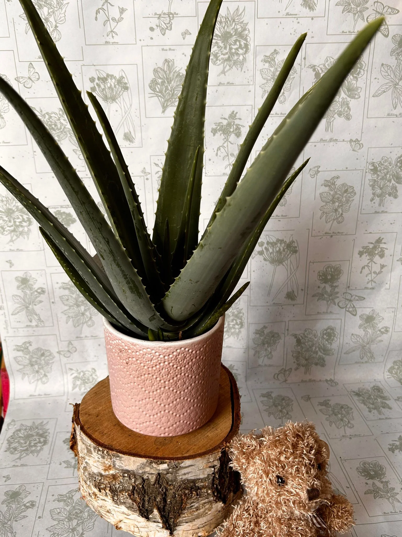 aloe vera dans son jolie cache pot, par Au Dipladenia, fleuriste à Lille