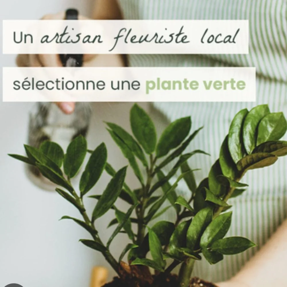 plante verte du fleuriste, par Au Dipladenia, fleuriste à Lille