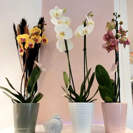 Orchidée et son cache-pot, par Aux Fleurs De Nice, fleuriste à Colmar
