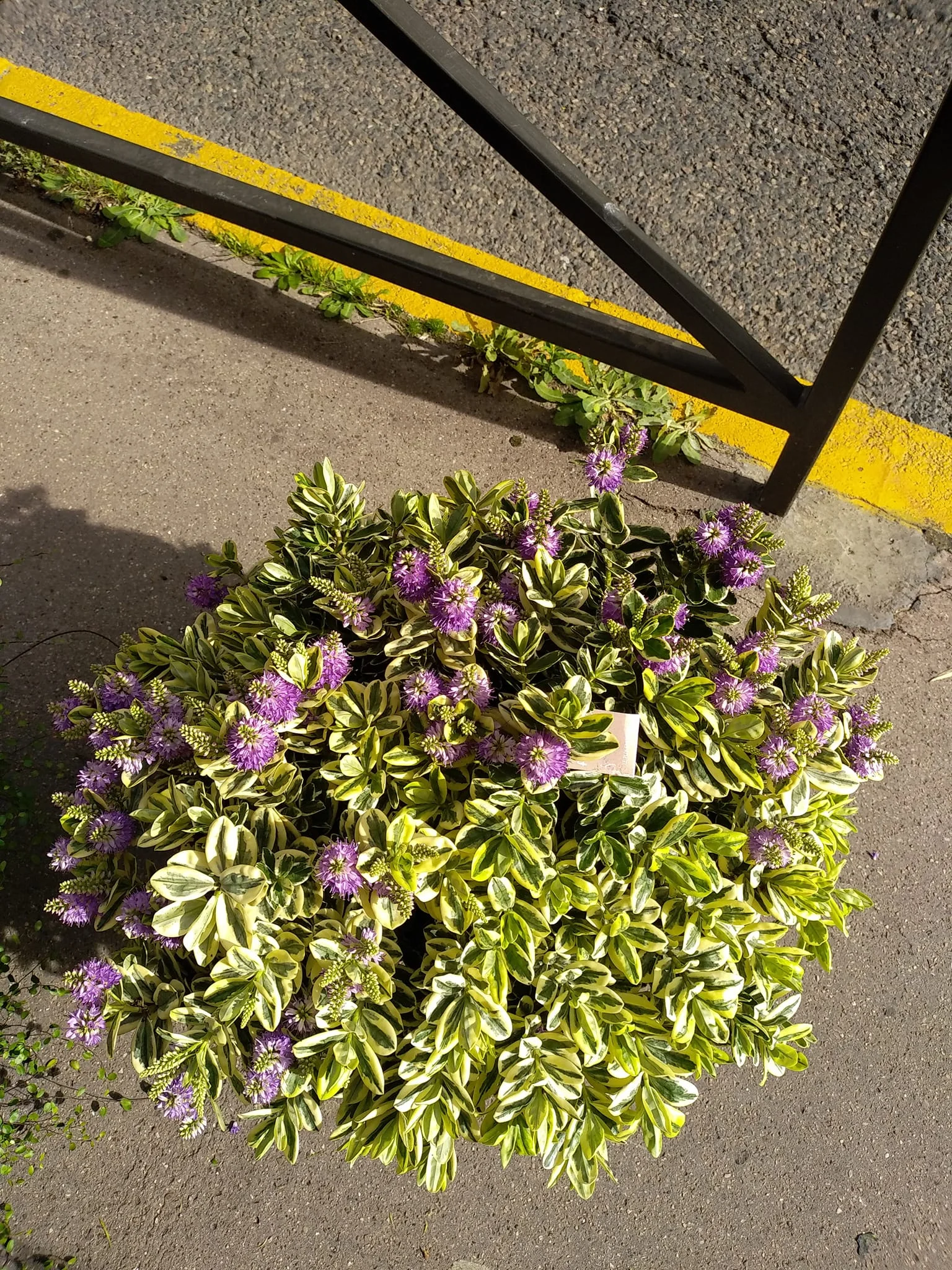 véronique, par Art Floral Le Puy en Velay, fleuriste à Le Puy-en-Velay
