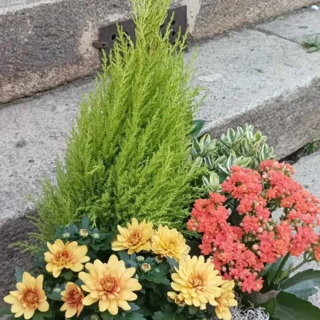 coupe de plante ronde, par Art Floral Le Puy en Velay, fleuriste à Le Puy-en-Velay