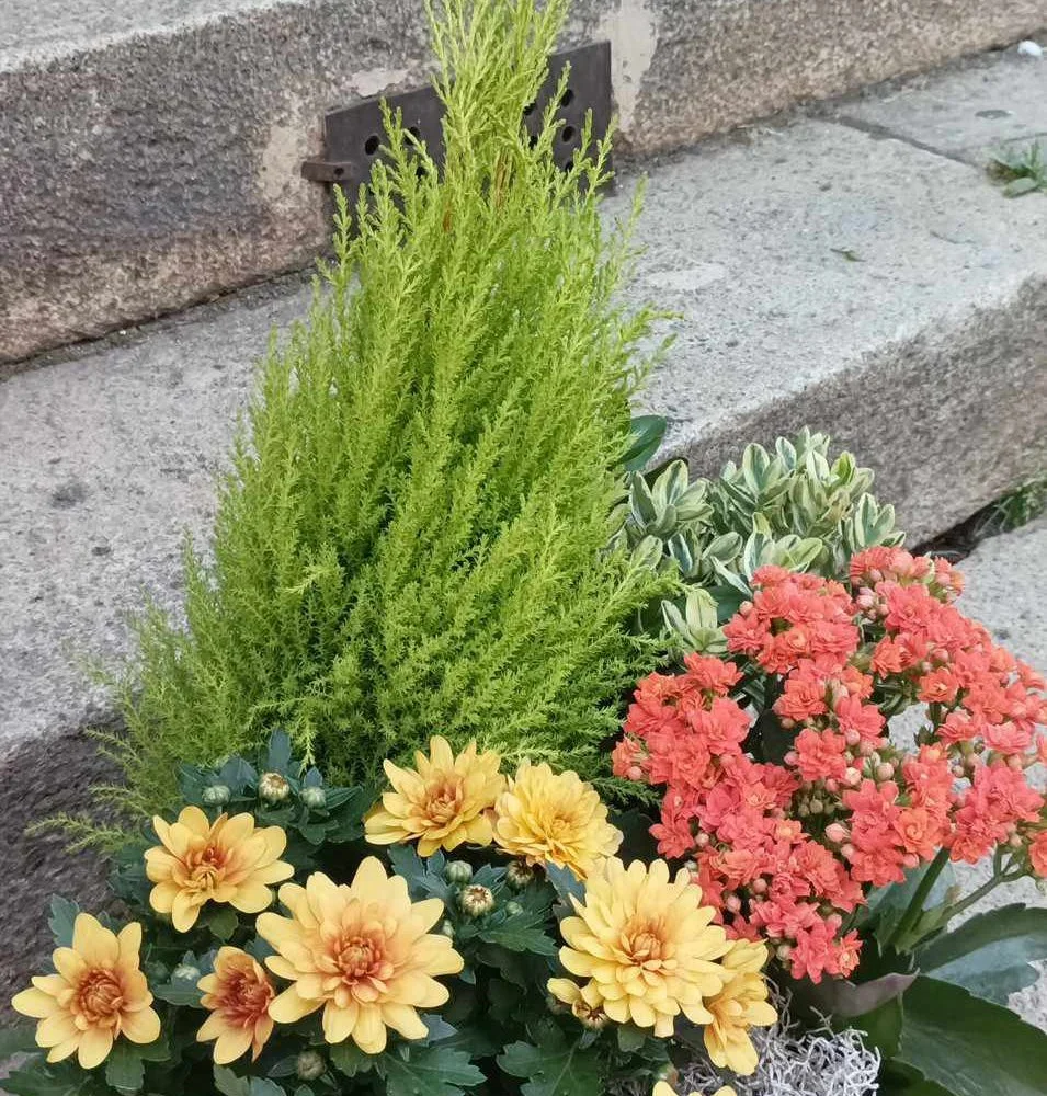 coupe de plante ronde, par Art Floral Le Puy en Velay, fleuriste à Le Puy-en-Velay