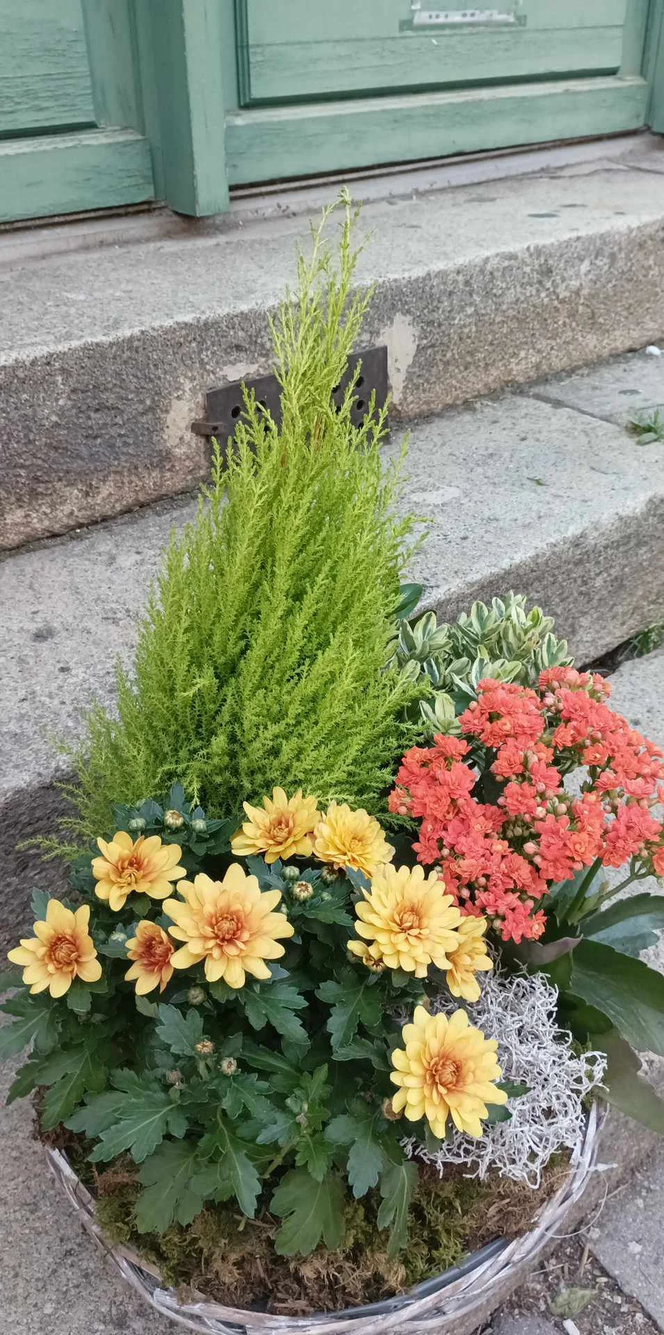 coupe de plante ronde, par Art Floral Le Puy en Velay, fleuriste à Le Puy-en-Velay