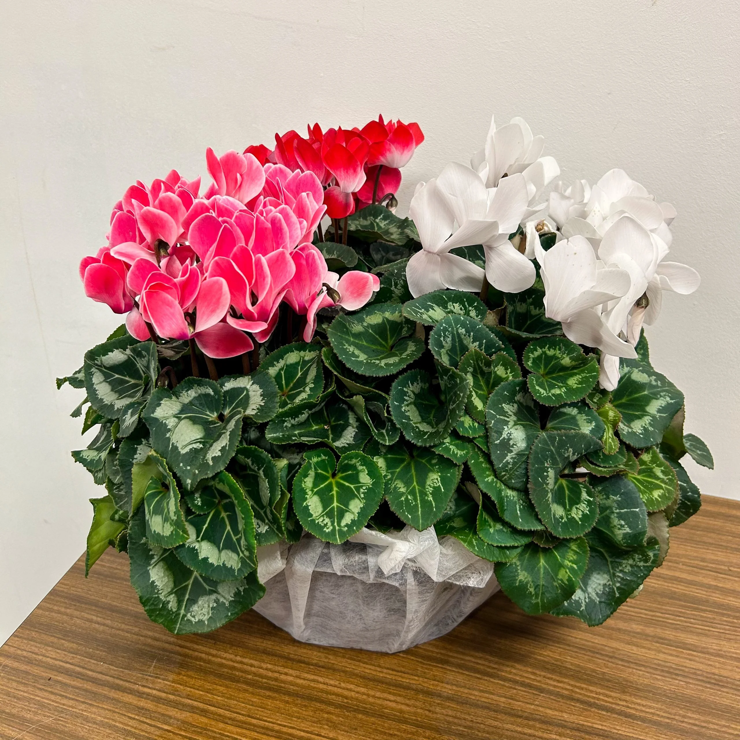 Coupe De Cyclamens production région, par A Fleur d'Eau, fleuriste à Brest