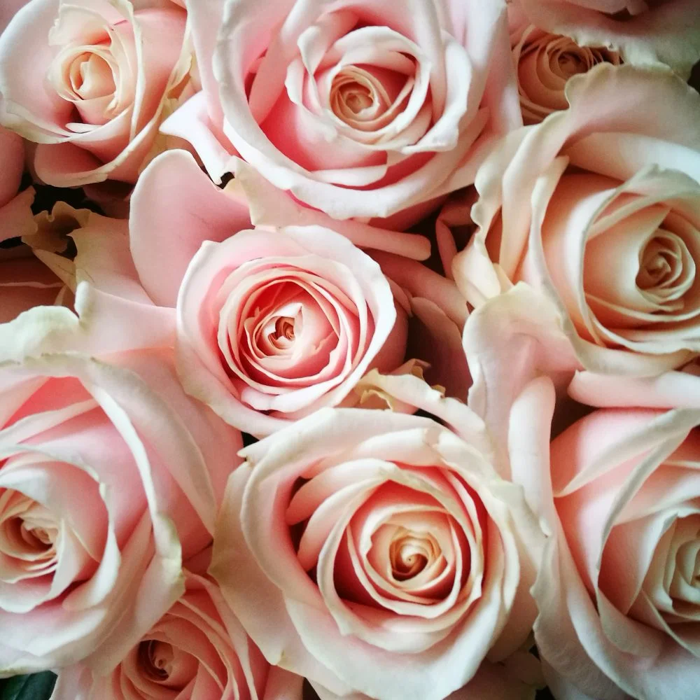 Roses à la Tige, par Aux Fleurs De Nice, fleuriste à Colmar