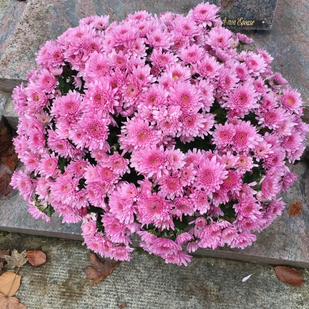 Pot de chrysanthème, par Hanakawa, fleuriste à Meudon