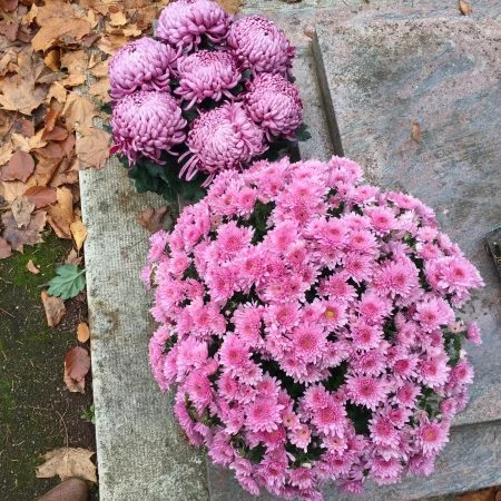 Pot de chrysanthème, par Hanakawa, fleuriste à Meudon