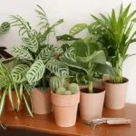 Plantes verte ou fleurie, par Nature éphémère, fleuriste à Lescure-d'Albigeois