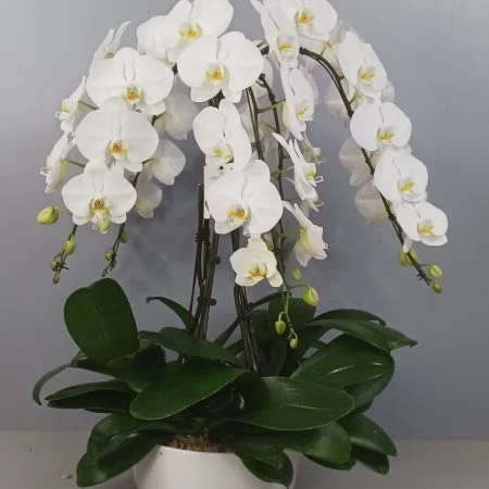 Orchidée prestige du Var, cinq tiges, minimum 16 fleurons par pied, par ROSE-BELLE, fleuriste à Nice