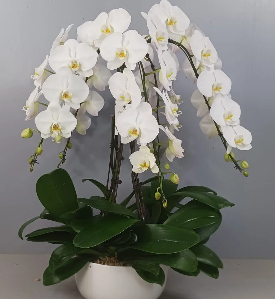 Orchidée prestige du Var, cinq tiges, minimum 16 fleurons par pied, par ROSE-BELLE, fleuriste à Nice
