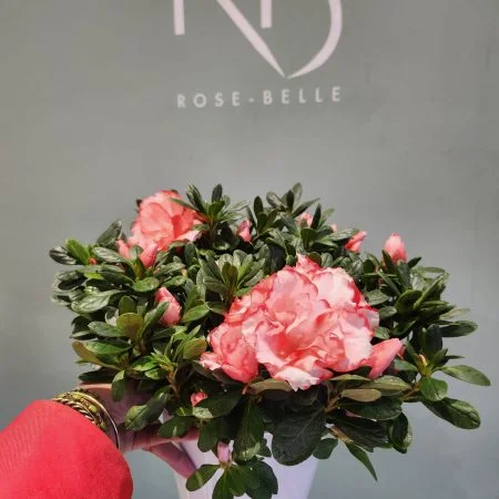 Azalée, par ROSE-BELLE, fleuriste à Nice