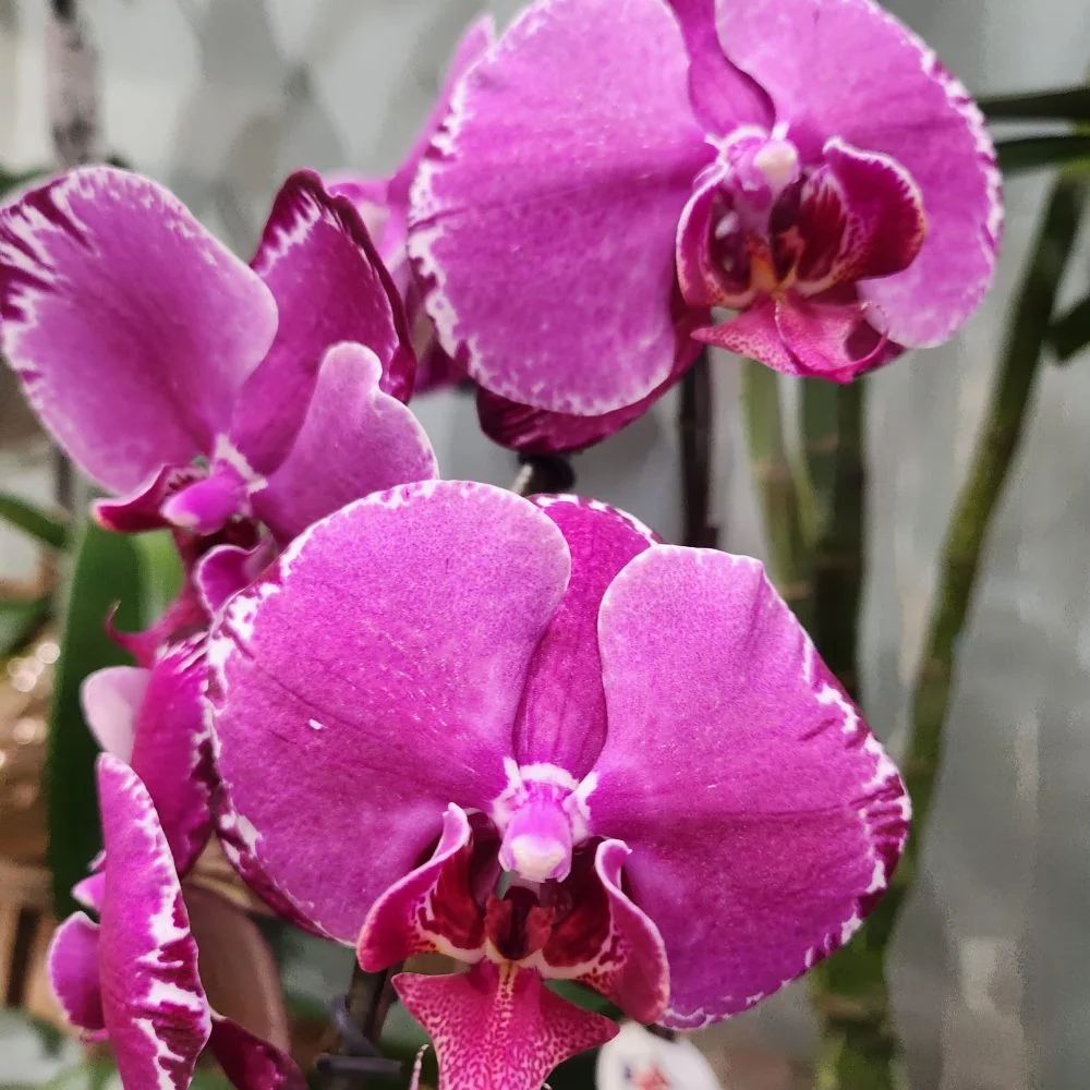 Orchidée double, production locale du Var à grosse fleurs, par ROSE-BELLE, fleuriste à Nice