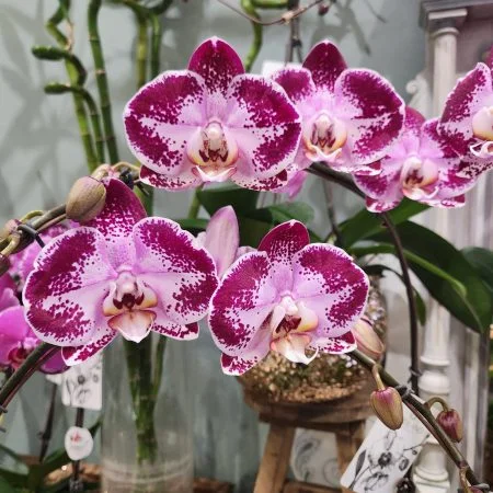 Orchidée production locale du Var à grosse fleurs, par ROSE-BELLE, fleuriste à Nice