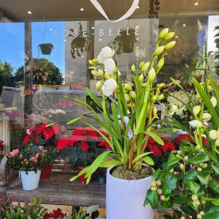 Orchidée extérieure + Cache pot, par ROSE-BELLE, fleuriste à Nice