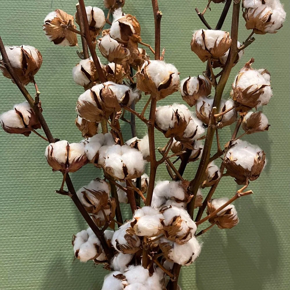 Branches de coton, par Bloemen By Célia, fleuriste à Hazebrouck