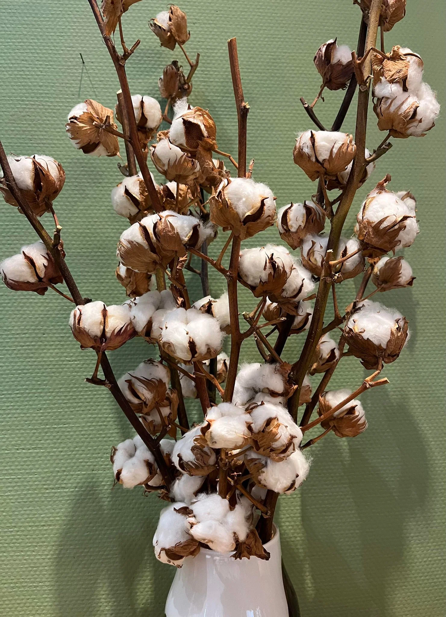 Branches de coton, par Bloemen By Célia, fleuriste à Hazebrouck